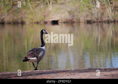 a canada goose is standing cross legged on the shore of the lake and looking at the lake Branta canadensis Stock Photo