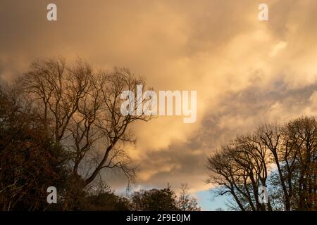 Trees silhouetted against dramatic clouds in an orange sunset light, Cambridge, UK. Stock Photo