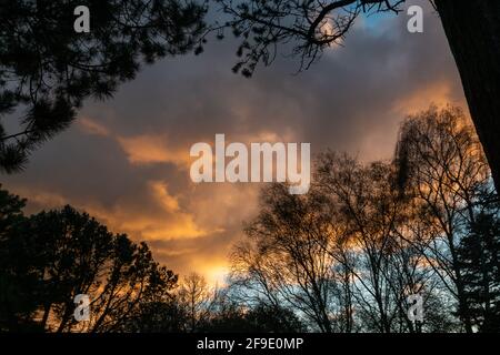 Trees silhouetted against dramatic clouds in an orange sunset light, Cambridge, UK. Stock Photo