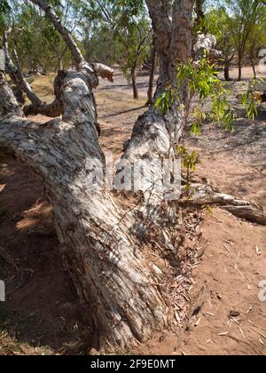 Cadjeput (Melaleuca leucadendra), Cadjeput Hole, Mornington, Kimberley, Western Australia Stock Photo