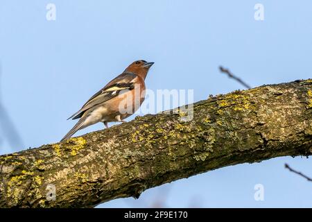 Portrait of spring bird Finch on blue sky background Stock Photo