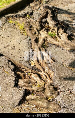 Broken sprouted tree roots asphalt road close up Stock Photo