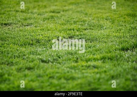 Shallow depth of field (selective focus) image with turf on a soccer stadium. Stock Photo