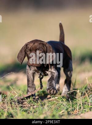 A German Shorthair Puppy Out Training Stock Photo Alamy