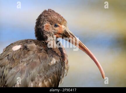 The scarlet ibis is a species of ibis in the bird family Threskiornithidae. Young bird. Stock Photo