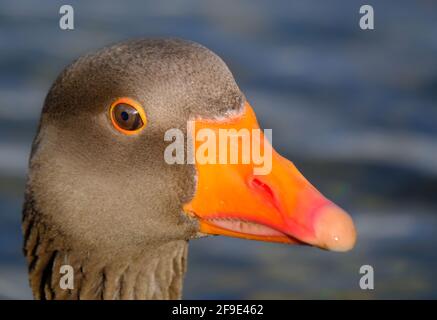 The greylag goose or graylag goose is a species of large goose in the waterfowl family Anatidae and the type species of the genus Anser. Stock Photo