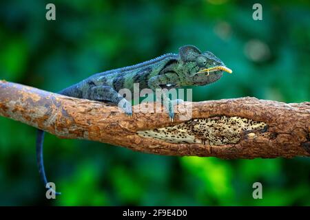 Malagasy giant chameleon, Furcifer oustaleti,sitting on the branch in forest habitat. Exotic beautifull endemic green reptile with long tail from Mada Stock Photo