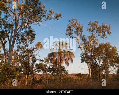 Livistona palm surrounded by gum trees, Mornington, Kimberley, Western Australia