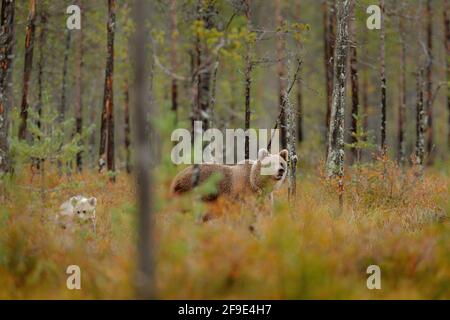 Bear family in orange autumn. Bear cub with mother. Beautiful animals hidden in the forest. Dangerous animals in nature forest and meadow habitat. Wil Stock Photo