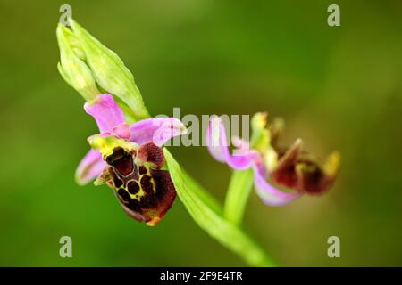 Ophrys holoserica subsp, Late Spider Orchid, flowering European terrestrial wild orchid in nature habitat with green background, Czech Republic, Europ Stock Photo