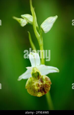 White yellow Ophrys holoserica subsp, Late Spider Orchid,flowering European terrestrial wild orchid in nature habitat with green background, Czech Rep Stock Photo
