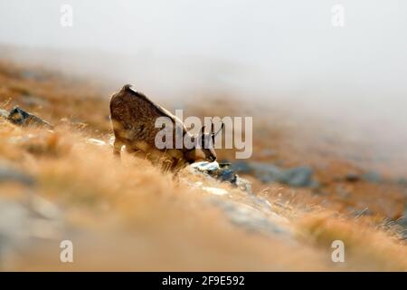 Mammal in the fog. Chamois, Rupicapra rupicapra, on the rocky hill with autumn grass, mountain in Gran Paradiso, Italy. Wildlife scene in nature. Anim Stock Photo