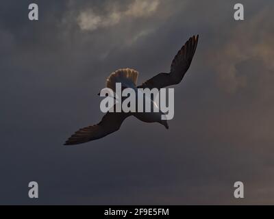 Closeup low angle view of single flying northern fulmar bird (fulmarus glacialis) with spread white colored wings in the evening light at sunset. Stock Photo