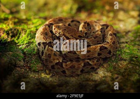 Common Lancehead, Bothrops atrox, in the tropical forest. Poison animal in the dark jungle. Detail of rare snake from Trinidad. Danger animal from tro Stock Photo