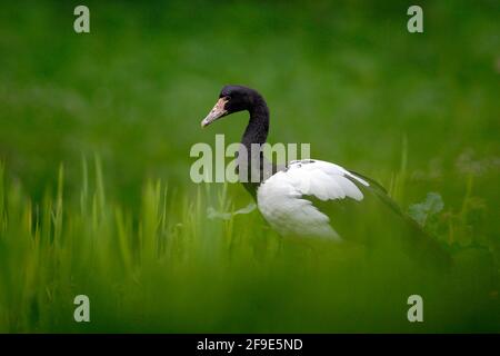 Magpie goose, Anseranas semipalmata, black and white goose duck from Australia in the green grass. Bird in the habitat. Wildlife scene from nature. An Stock Photo