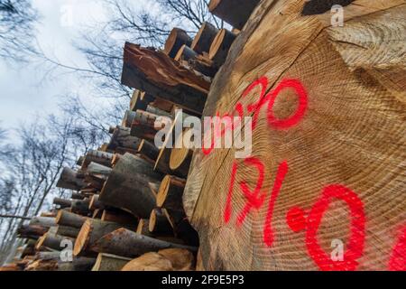 Pressbaum: felled stacked tree trunks in Wienerwald, Vienna Woods, Niederösterreich, Lower Austria, Austria Stock Photo