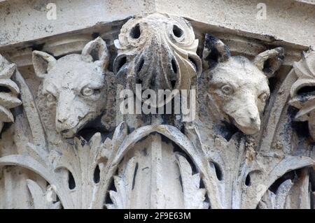 A pair of wolve's heads, surrounded by acanthus leaves carved on the top of a stone capital outside Bristol's City Museum and Art Gallery. Stock Photo