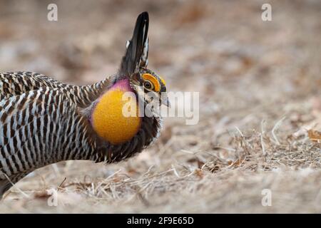 A Male Greater Prairie Chicken displaying on a spring day in Minnesota Stock Photo