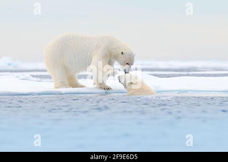 Two Polar bears relaxed on drifting ice with snow, white animals in the nature habitat, Svalbard, Norway. Two animals playing in snow, Arctic wildlife Stock Photo