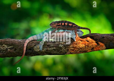 Pair of Chameleon Furcifer pardalis sitting on the branch in forest habitat. Two Exotic beautiful endemic green reptile with long tail from Madagascar Stock Photo