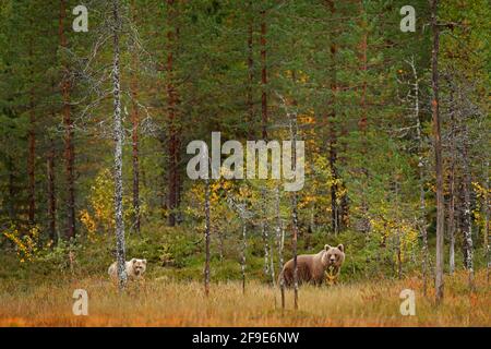 Mother and young. Lonely young cub bear in the pine forest. Bear pup without mother. Light animal in nature forest and meadow habitat. Wildlife scene Stock Photo