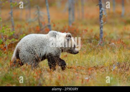 Lonely young cub bear in the pine forest. Bear pup without mother. Light grey animal in nature forest and meadow habitat. Wildlife scene from Finland Stock Photo