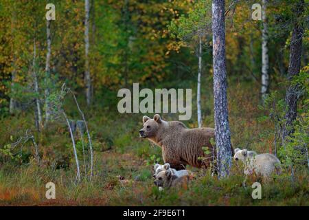 Bear with three little cub, two grey and one dark brown. Bear family in orange autumn. Pups with mother. Beautiful animals hidden in the forest. Dange Stock Photo
