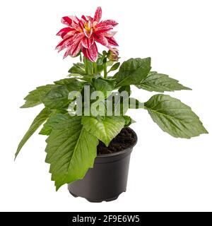 Bicolor white red dahlia in flower pot on white background Stock Photo