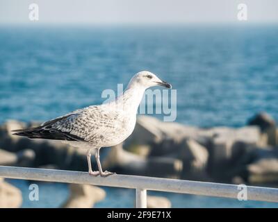 Single isolated seagull bird sitting on a metal bar with the Black Sea in the background Stock Photo