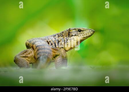 Gold tegu, Tupinambis teguixin, big reptile in the nature habitat, green exotic tropical animal in the green forest on Trinidad and Tobago. Wildlife s Stock Photo