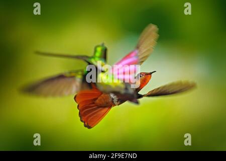 Hummingbird fight. Red and yellow Ruby-Topaz Hummingbird, Chrysolampis mosquitus, flying with open wings, frontal look with glossy orange head, spread Stock Photo