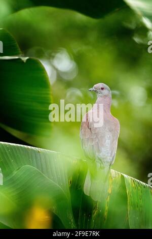 Patagioenas cayennensis, Pale-vented Pigeon, bird from Arnos Vale, Trinidad and Tobago. Pigeon sitting on the green palm leave. Wildlife scene from, n Stock Photo