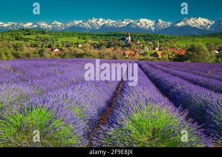 Idyllic summer rural landscape with purple lavender plantation and high snowy mountains in background. Lavender fields with mountains, near Sibiu, Hos Stock Photo