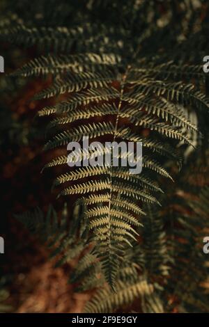 Green leaves of fern plant growing in shadow in forest on sunny day Stock Photo