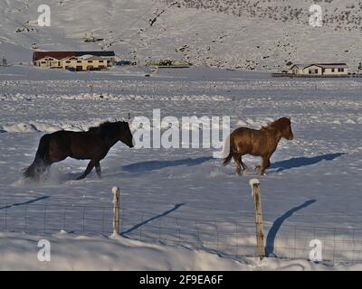 Two cute Icelandic horses with black and brown fur galloping on snow pasture covered by snow in southern Iceland near Vatnajökull national park. Stock Photo