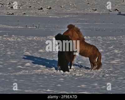 Two lovely young Icelandic horses with black and brown coat playing on meadow covered by snow in Iceland near Vatnajökull national park in winter. Stock Photo