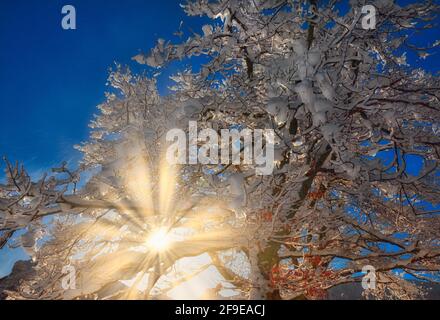 From below of bright sun shining through branches of tree covered with snow in winter woods on background of blue sky Stock Photo