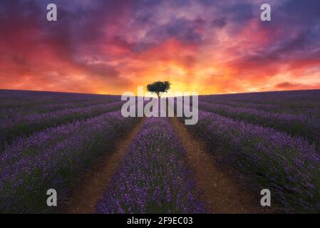 Majestic scenery of lonely tree growing in field with blooming lavender flowers on background of colorful sundown sky Stock Photo