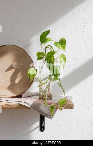 Green seedling of houseplant placed in glass bottle with water on wooden shelf near white wall in kitchen Stock Photo