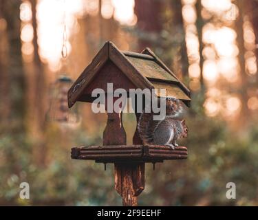 Grey squirrel standing on a bird house in the woods eating nuts Stock Photo
