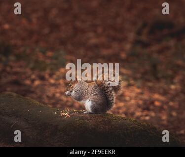 Grey squirrel standing on a rock in the woods eating a snack Stock Photo