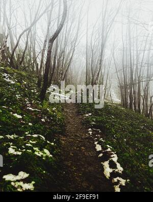 Melting snow pathway through the misty forest Stock Photo