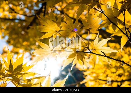 Sun shining with flare through orange autumn leafs - looking up a tree Stock Photo