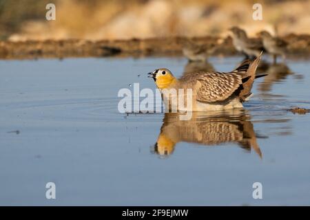 Crowned Sandgrouse (Pterocles coronatus) Near a water pool Photographed in the Negev Desert, israel in June Stock Photo