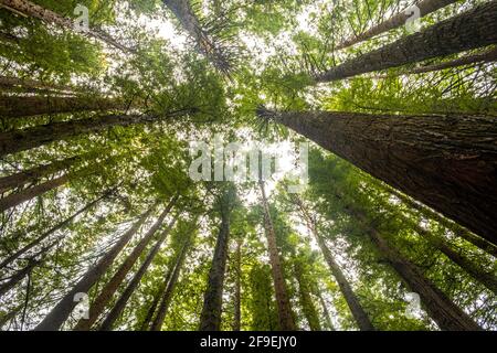 Looking up at tall redwood trees in the Otways, Victoria, Australia Stock Photo