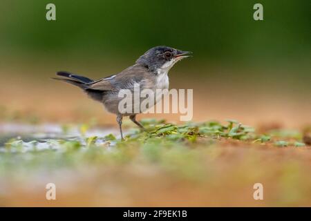 Male Sardinian Warbler, AKA Black Headed Warbler (Curruca melanocephala syn Sylvia melanocephala), is a common and widespread typical warbler from the Stock Photo