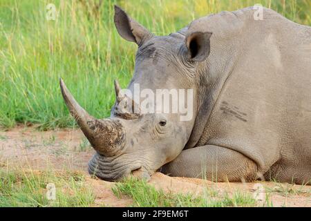 Portrait of a white rhinoceros (Ceratotherium simum) resting in natural habitat, South Africa Stock Photo