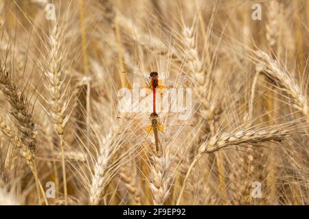 Beautiful view on golden ears of rye in the field on a sunny summer day. Closeup of a dragonfly sitting on plant in the wheat meadow. Stock Photo