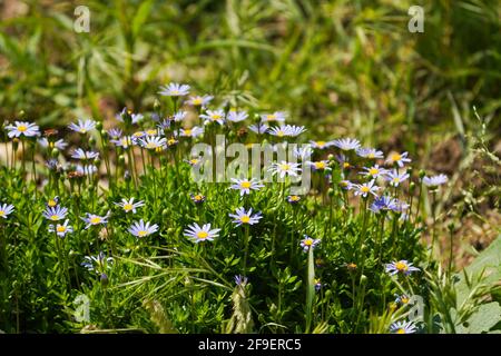 Felicia daisy (Felicia amelloides) in a garden. Stock Photo