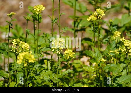 Mustard plant ,Home growing and flowering in field, Spain. Stock Photo